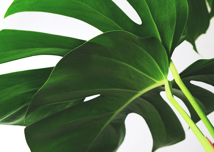 Garden design and planning service